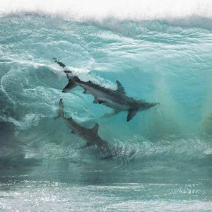 Meet your Posher, Cody